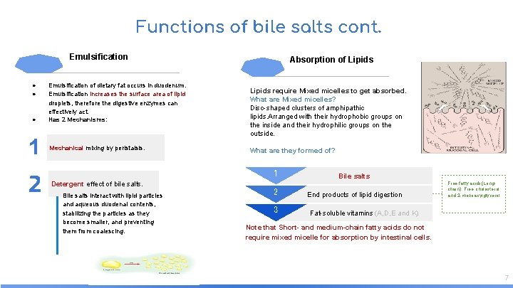 Functions of bile salts cont. Emulsification ● ● ● 1 2 Emulsification of dietary