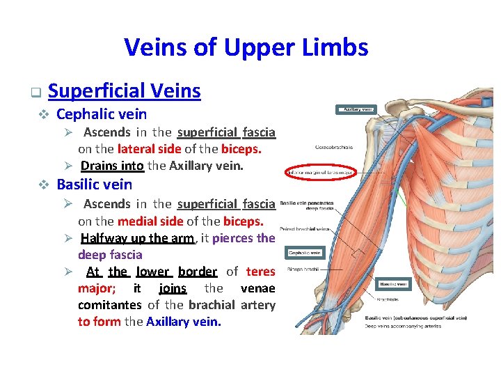 Veins of Upper Limbs q Superficial Veins v Cephalic vein Ø Ascends in the