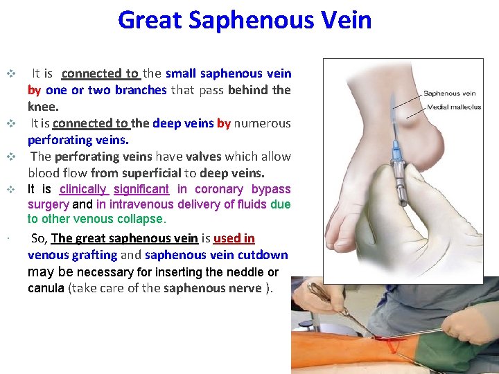 Great Saphenous Vein It is connected to the small saphenous vein by one or