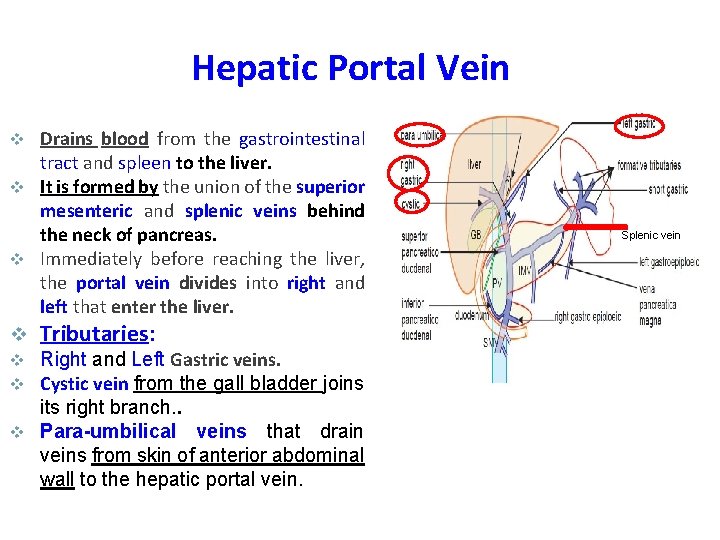 Hepatic Portal Vein Drains blood from the gastrointestinal tract and spleen to the liver.