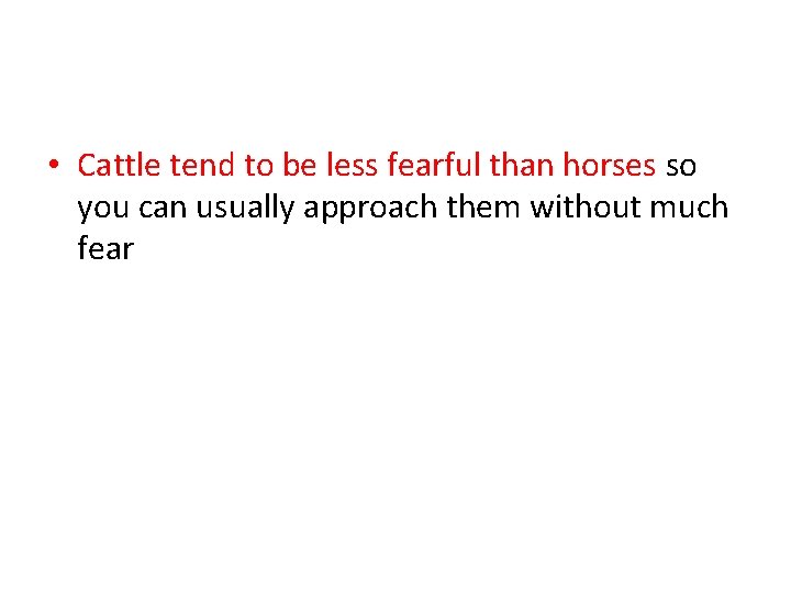  • Cattle tend to be less fearful than horses so you can usually