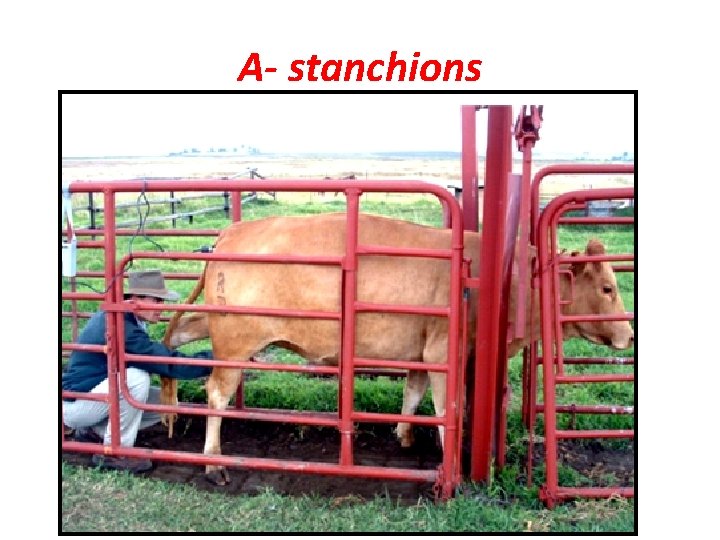 A- stanchions 