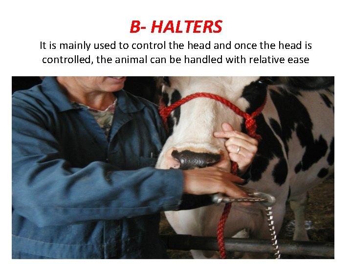 B- HALTERS It is mainly used to control the head and once the head B- HALTERS It is mainly used to control the head and once the head