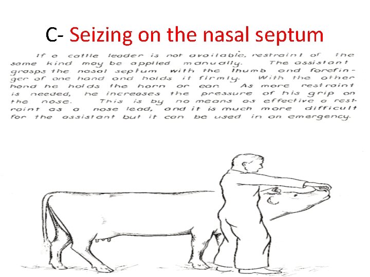 C- Seizing on the nasal septum 