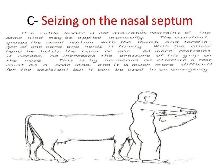 C- Seizing on the nasal septum C- Seizing on the nasal septum