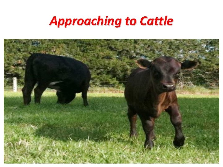 Approaching to Cattle 