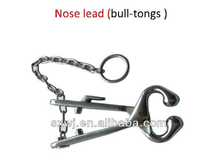 Nose lead (bull-tongs ) 