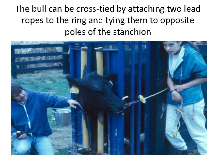 The bull can be cross-tied by attaching two lead ropes to the ring and