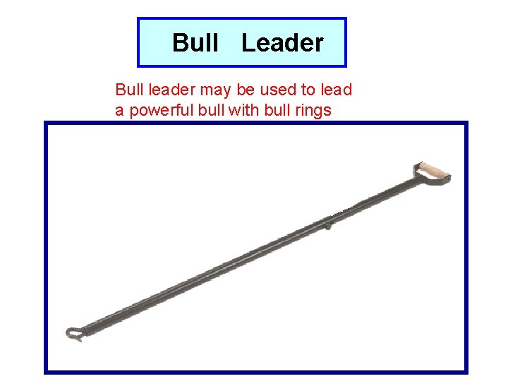 Bull Leader Bull leader may be used to lead a powerful bull with bull