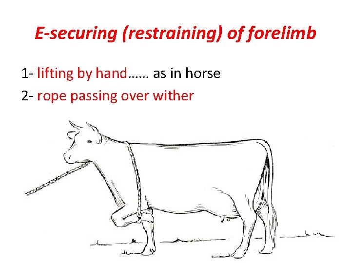 E-securing (restraining) of forelimb 1 - lifting by hand…… as in horse 2 -