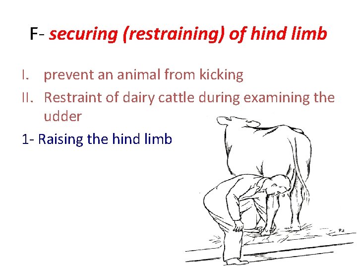 F- securing (restraining) of hind limb I. prevent an animal from kicking II. Restraint F- securing (restraining) of hind limb I. prevent an animal from kicking II. Restraint