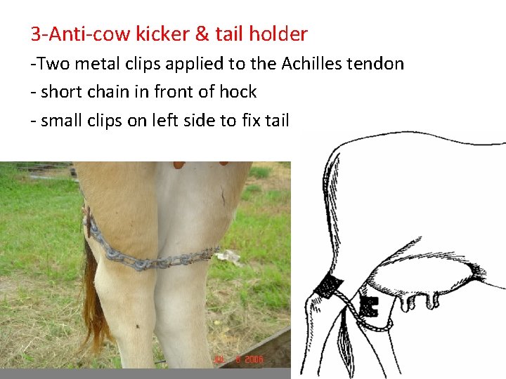 3 -Anti-cow kicker & tail holder -Two metal clips applied to the Achilles tendon 3 -Anti-cow kicker & tail holder -Two metal clips applied to the Achilles tendon