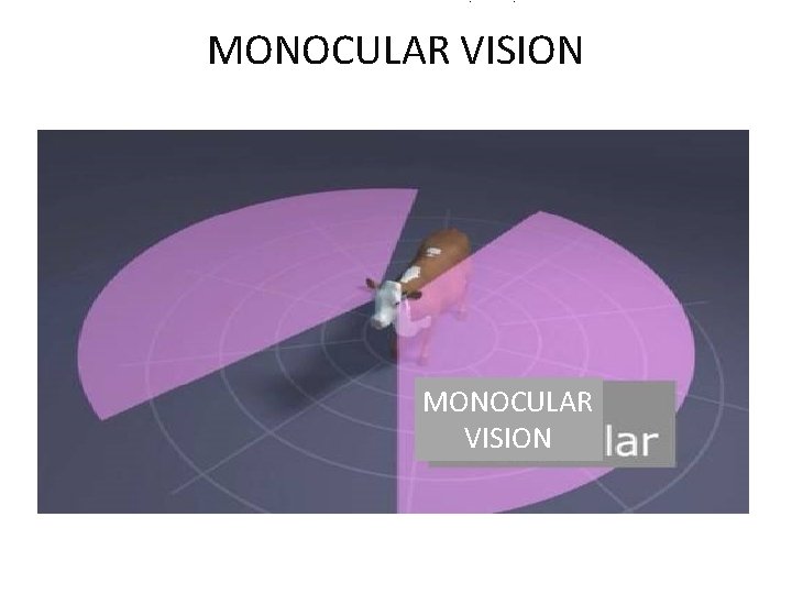  ﺍﻻﺣﺎﺩﻱ ﻣﺠﺎﻝ ﺍﻟﻨﻈﺮ MONOCULAR VISION Mononuclear vision MONOCULAR VISION 