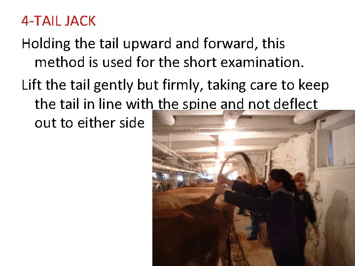 4 -TAIL JACK Holding the tail upward and forward, this method is used for