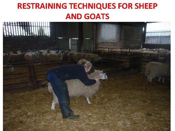 RESTRAINING TECHNIQUES FOR SHEEP AND GOATS RESTRAINING TECHNIQUES FOR SHEEP AND GOATS