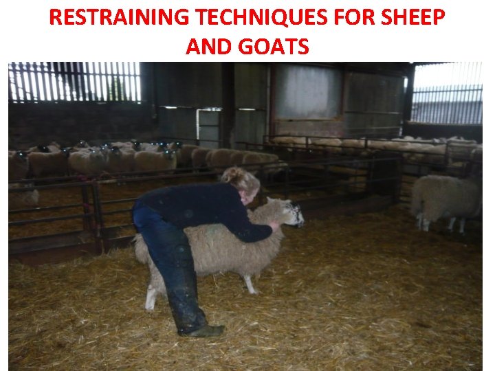 RESTRAINING TECHNIQUES FOR SHEEP AND GOATS 