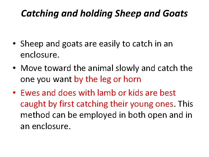 Catching and holding Sheep and Goats • Sheep and goats are easily to catch