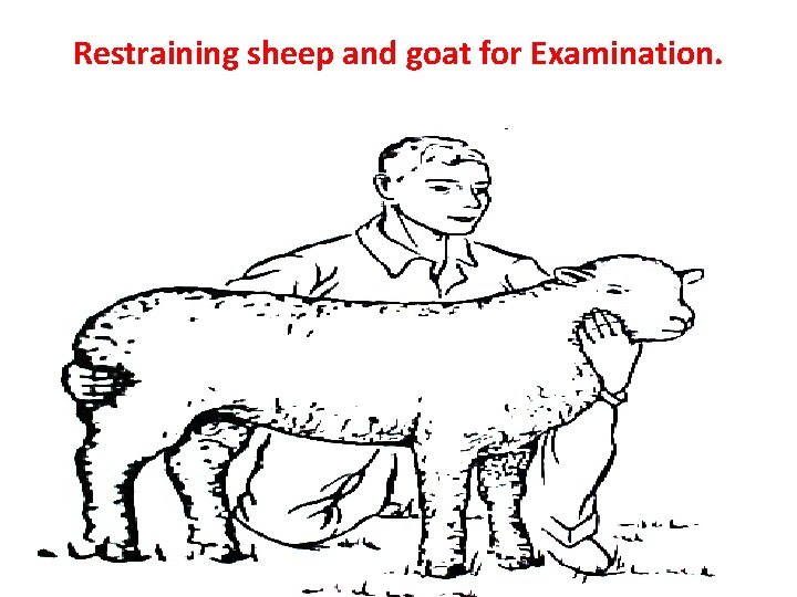 Restraining sheep and goat for Examination. 