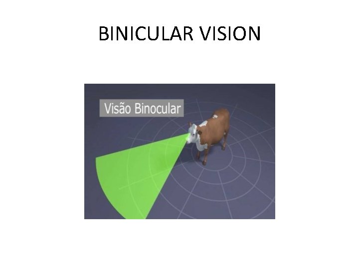 BINICULAR VISION BINICULAR VISION