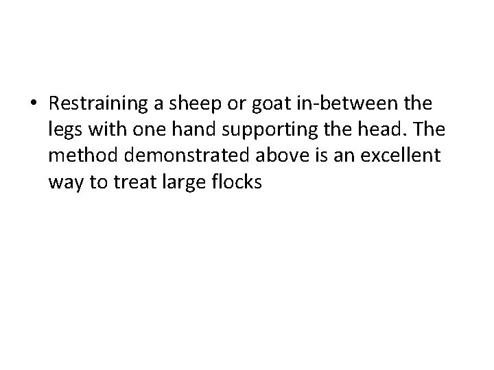 • Restraining a sheep or goat in-between the legs with one hand supporting • Restraining a sheep or goat in-between the legs with one hand supporting