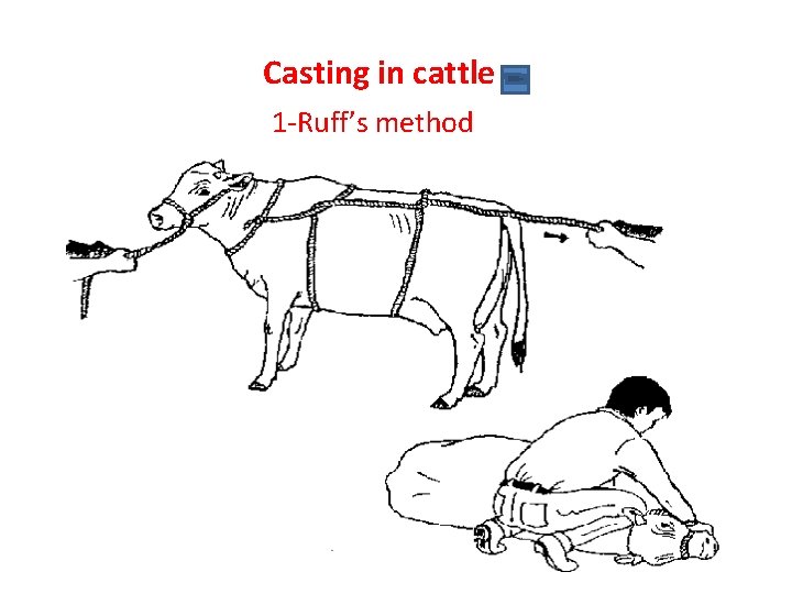 Casting in cattle 1 -Ruff’s method 