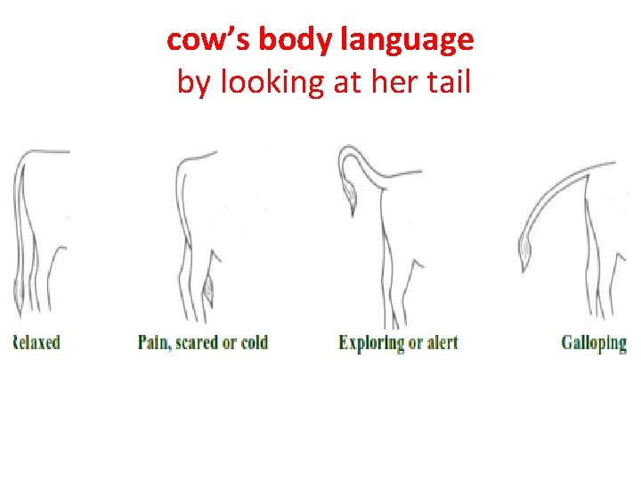 cow’s body language by looking at her tail 