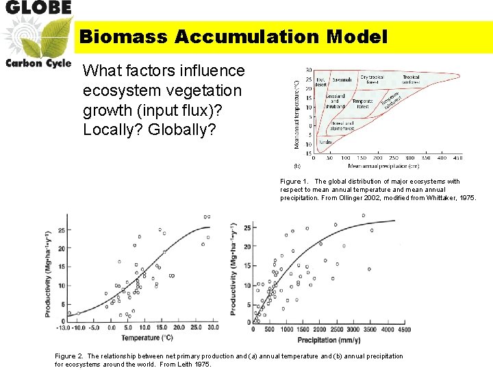 Biomass Accumulation Model What factors influence ecosystem vegetation growth (input flux)? Locally? Globally? Figure