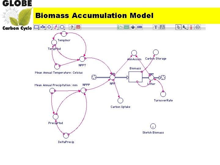 Biomass Accumulation Model 