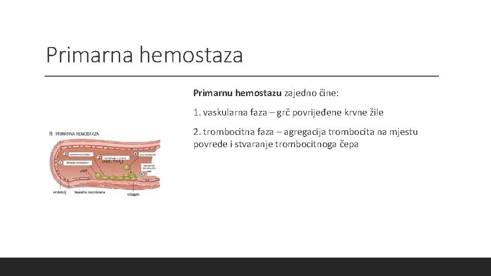 Primarna hemostaza Primarnu hemostazu zajedno čine: 1. vaskularna faza – grč povrijeđene krvne žile