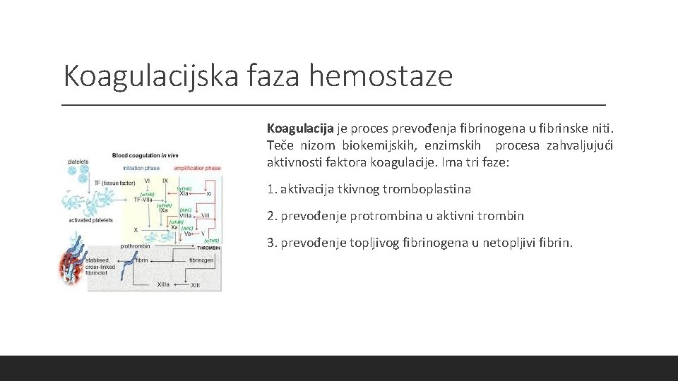 Koagulacijska faza hemostaze Koagulacija je proces prevođenja fibrinogena u fibrinske niti. Teče nizom biokemijskih,