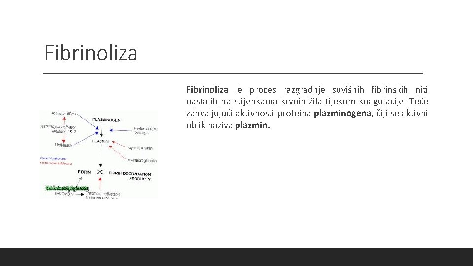 Fibrinoliza je proces razgradnje suvišnih fibrinskih niti nastalih na stijenkama krvnih žila tijekom koagulacije.