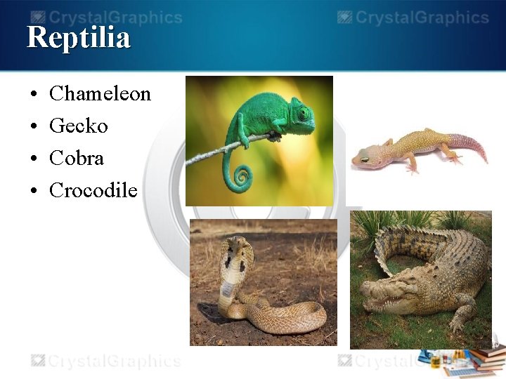 Reptilia • • Chameleon Gecko Cobra Crocodile 