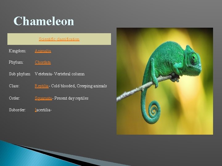 Chameleon Scientific classification Kingdom: Animalia Phylum: Chordata Sub phylum Vetebrata- Vertebral column Class: Reptilia-
