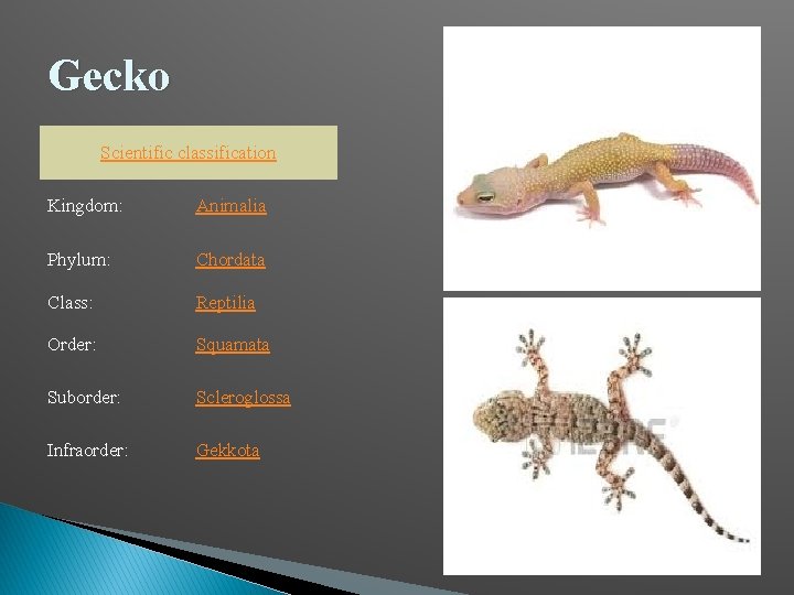 Gecko Scientific classification Kingdom: Animalia Phylum: Chordata Class: Reptilia Order: Squamata Suborder: Scleroglossa Infraorder: