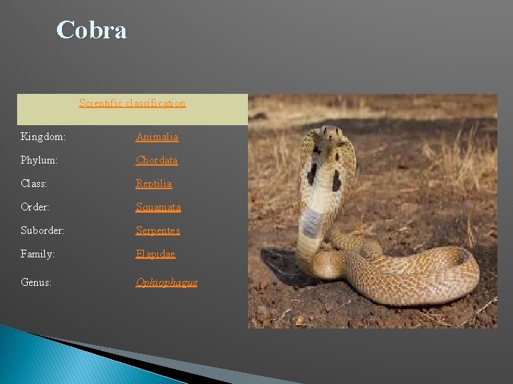 Cobra Scientific classification Kingdom: Animalia Phylum: Chordata Class: Reptilia Order: Squamata Suborder: Serpentes Family: