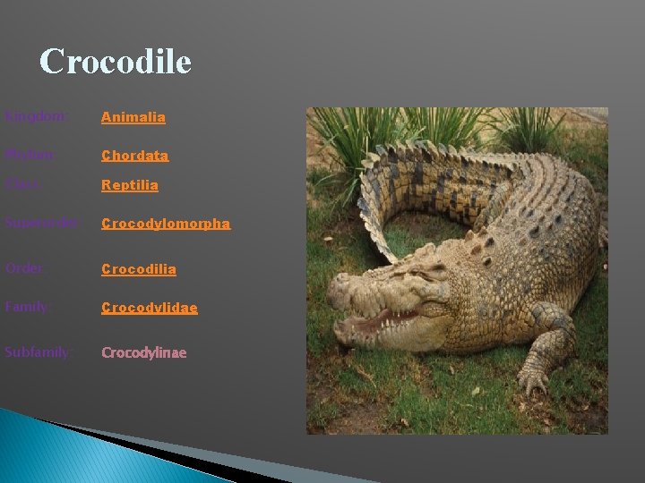 Crocodile Kingdom: Animalia Phylum: Chordata Class: Reptilia Superorder: Crocodylomorpha Order: Crocodilia Family: Crocodylidae Subfamily: