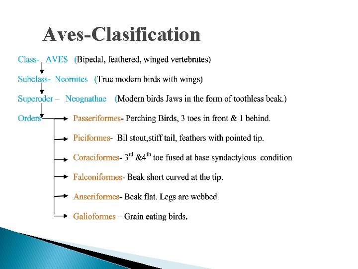 Aves-Clasification 