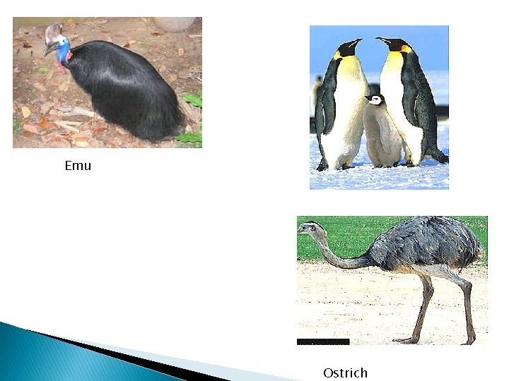 Emu Ostrich 