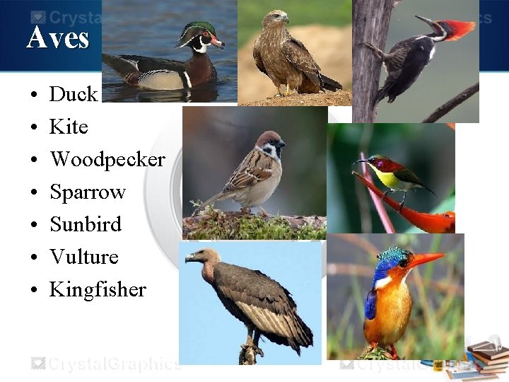 Aves • • Duck Kite Woodpecker Sparrow Sunbird Vulture Kingfisher 