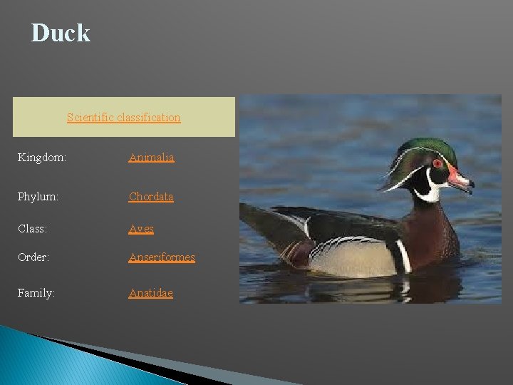 Duck Scientific classification Kingdom: Animalia Phylum: Chordata Class: Aves Order: Anseriformes Family: Anatidae 