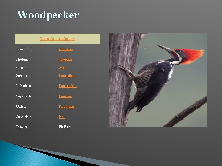 Woodpecker Scientific classification Kingdom: Animalia Phylum: Chordata Class: Aves Subclass: Neornithes Infraclass: Neognathae Superorder: