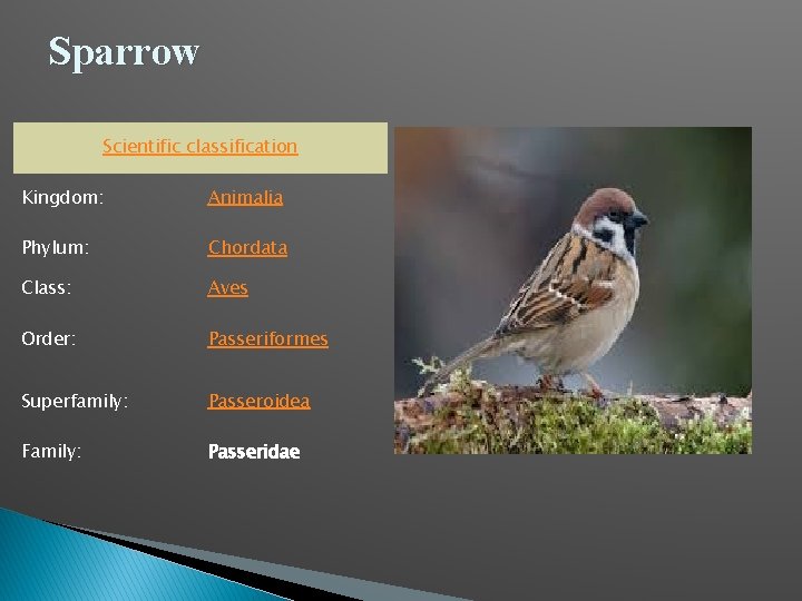 Sparrow Scientific classification Kingdom: Animalia Phylum: Chordata Class: Aves Order: Passeriformes Superfamily: Passeroidea Family: