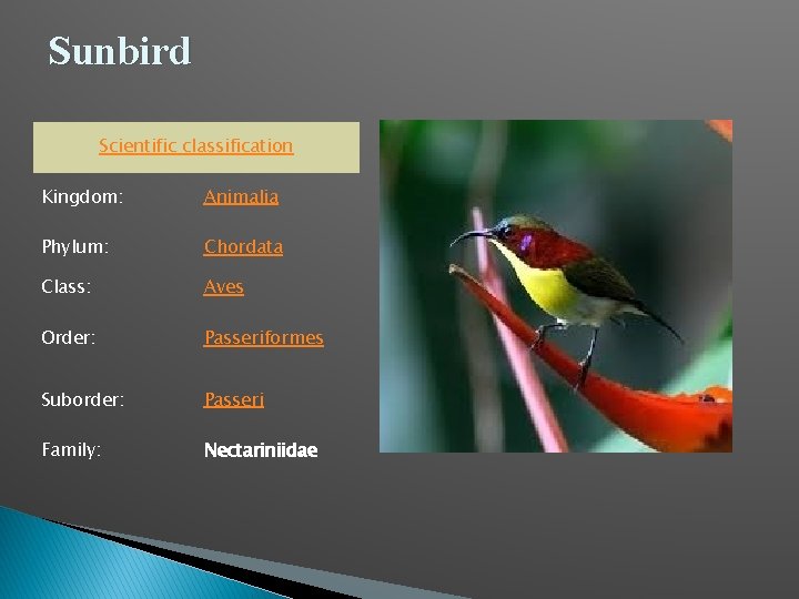 Sunbird Scientific classification Kingdom: Animalia Phylum: Chordata Class: Aves Order: Passeriformes Suborder: Passeri Family: