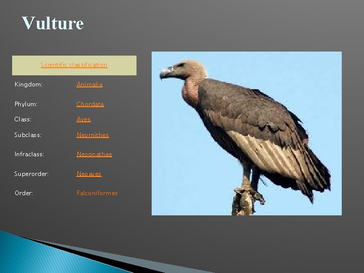 Vulture Scientific classification Kingdom: Animalia Phylum: Chordata Class: Aves Subclass: Neornithes Infraclass: Neognathae Superorder: