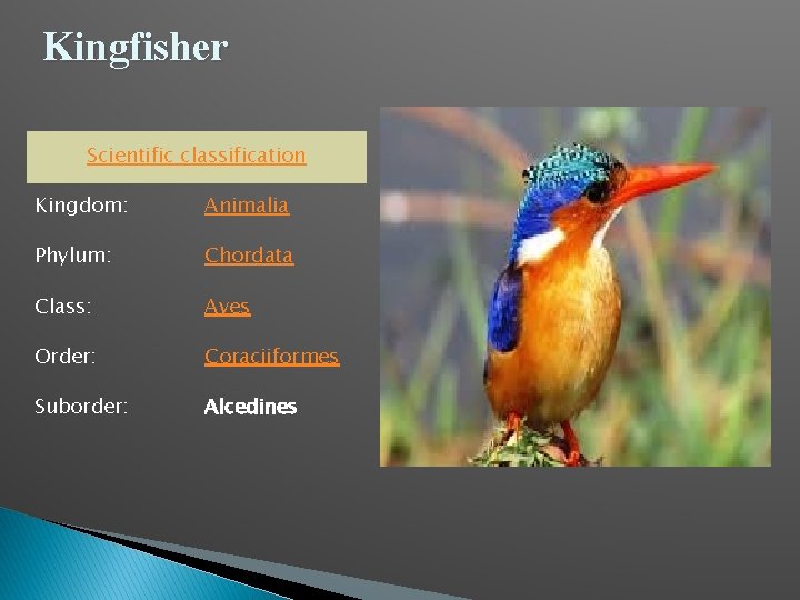 Kingfisher Scientific classification Kingdom: Animalia Phylum: Chordata Class: Aves Order: Coraciiformes Suborder: Alcedines 