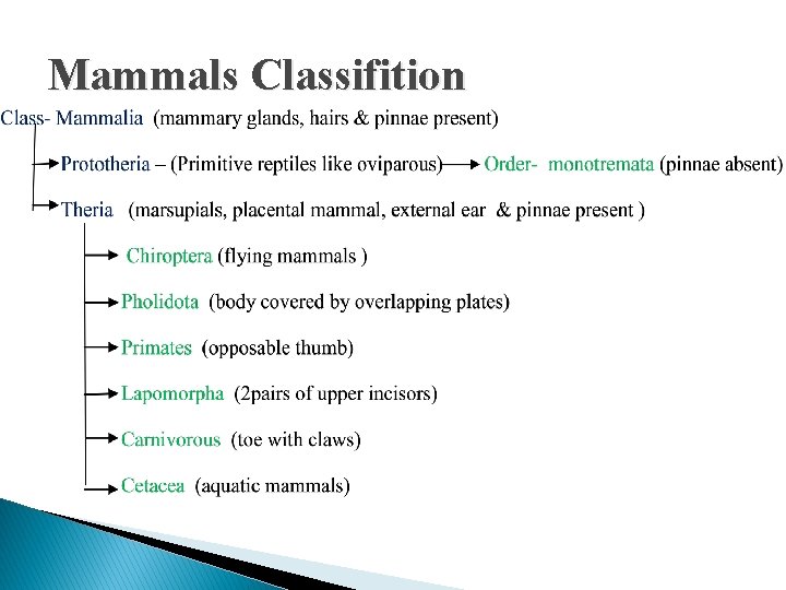 Mammals Classifition 