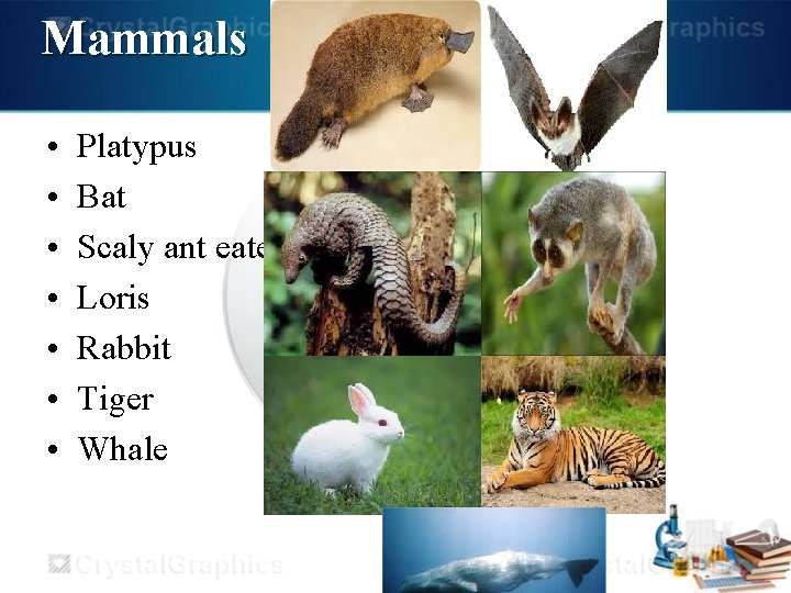 Mammals • • Platypus Bat Scaly ant eater Loris Rabbit Tiger Whale 