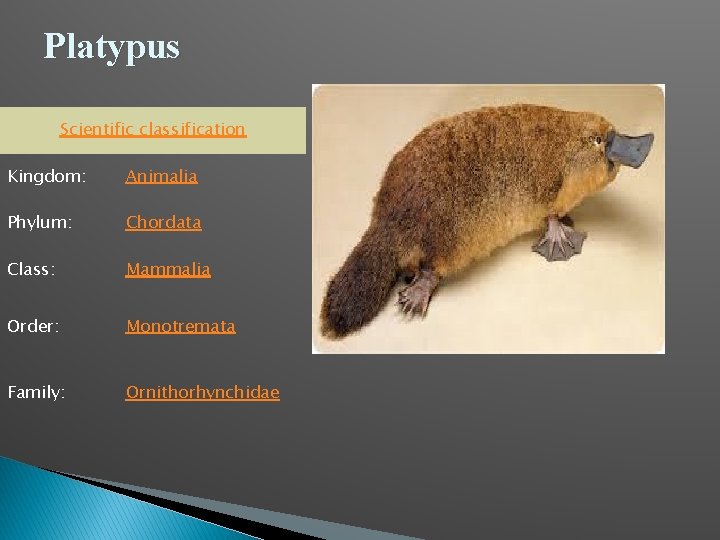 Platypus Scientific classification Kingdom: Animalia Phylum: Chordata Class: Mammalia Order: Monotremata Family: Ornithorhynchidae 