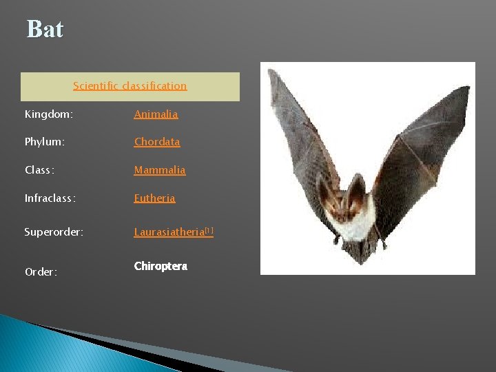 Bat Scientific classification Kingdom: Animalia Phylum: Chordata Class: Mammalia Infraclass: Eutheria Superorder: Laurasiatheria[1] Order: