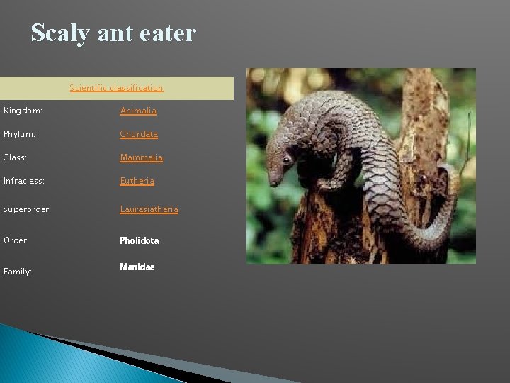 Scaly ant eater Scientific classification Kingdom: Animalia Phylum: Chordata Class: Mammalia Infraclass: Eutheria Superorder: